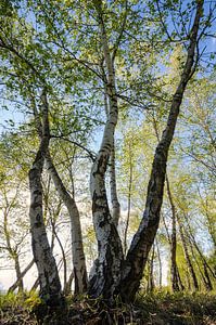 Bouleaux sur Steffen Gierok