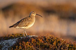 Regenbrachvogel