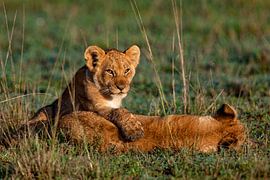 just lazy by Peter Michel