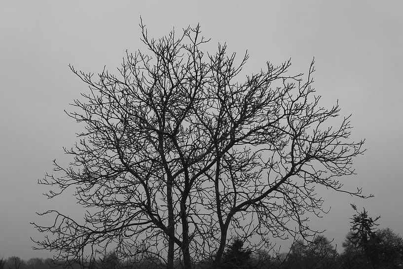 Hoch in der Luft von Melody Janssen