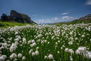 Wollgras in den Bergen des Rofangebirges (Tirol, Österreich)
