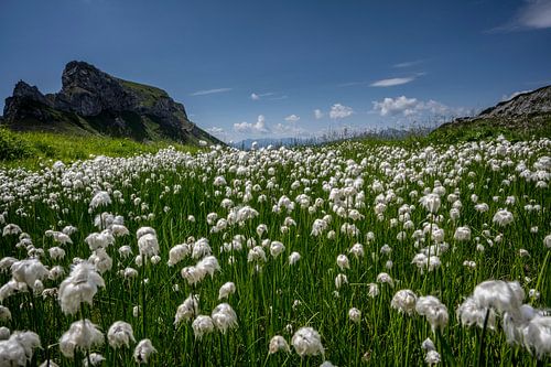 Wollgras in den Bergen des Rofangebirges (Tirol, Österreich) von Sean Vos