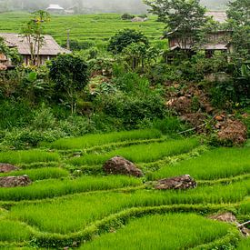 Mountain village with rice fields in Pu Luong (part 2 triptych) by Ellis Peeters