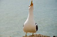 Laughing Seagull