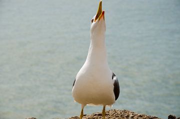 Laughing Seagull by Ron van der Meer