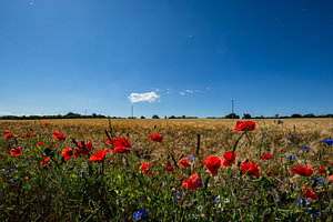 roter Klatschmohn und Kornblumen im Gerstenfeld