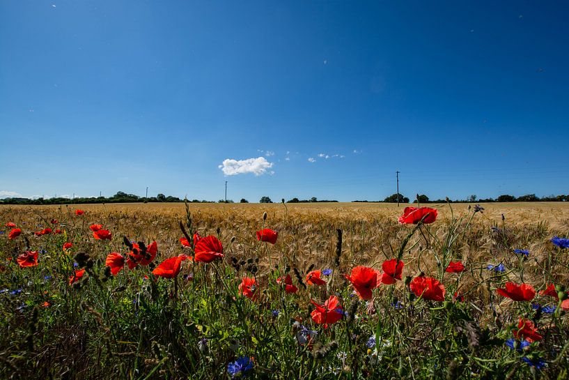 roter Klatschmohn und Kornblumen im Gerstenfeld von GH Foto & Artdesign