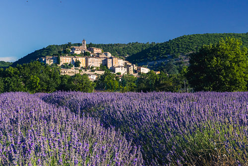 Lavender Banon (France)