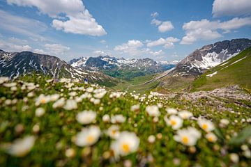 Blumige Aussicht auf die Lechtaler Alpen