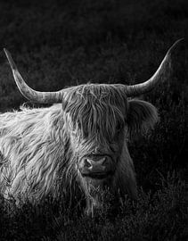 Scottish Highlander by Nico  Calandra
