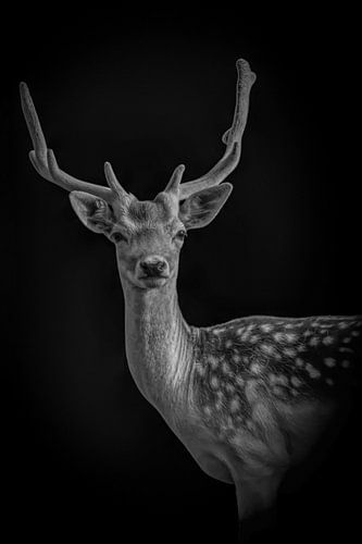 hert: portret hertje met mooi gewei in zwart-wit