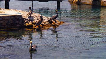 Groepje pelikanen van Melissa vd Bosch