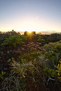 Pflanzen und Lichtblick in der Lava, Sonnenaufgang auf La Palma