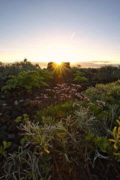 Planten en een lichtpuntje in de lava, zonsopgang op La Palma