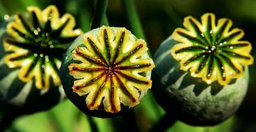 Poppies