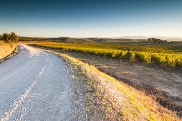 Vines in the Tuscan hills by Damien Franscoise