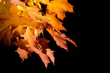 Goldene Blätter im Herbst von Ulrike Leone