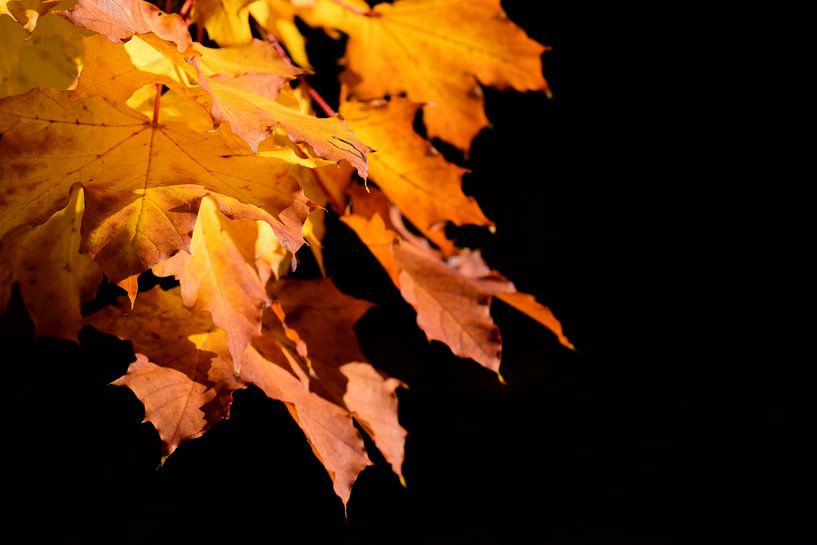 Feuilles dorées en automne par Ulrike Leone
