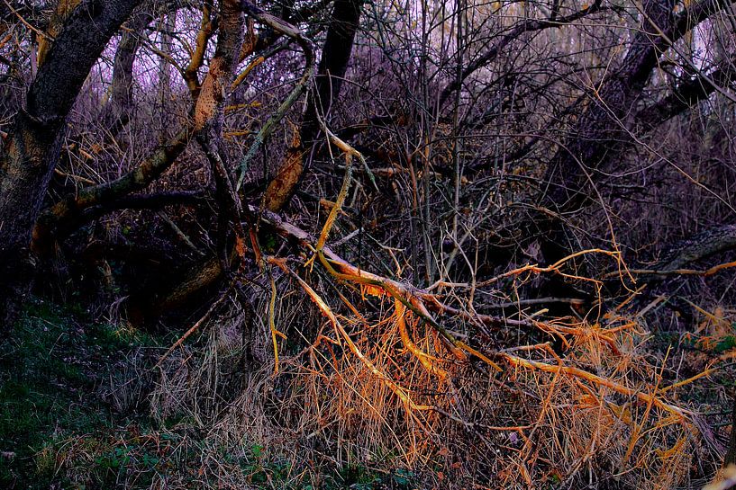 Wilde Bäume in den Dünen von Faucon Alexis