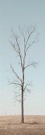 Eenzame boom van Poster Art Shop