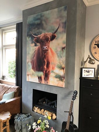 Curieux, écossais, écossais, vache, portrait