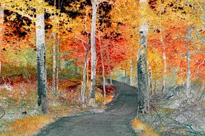 Forêt d'automne colorée
