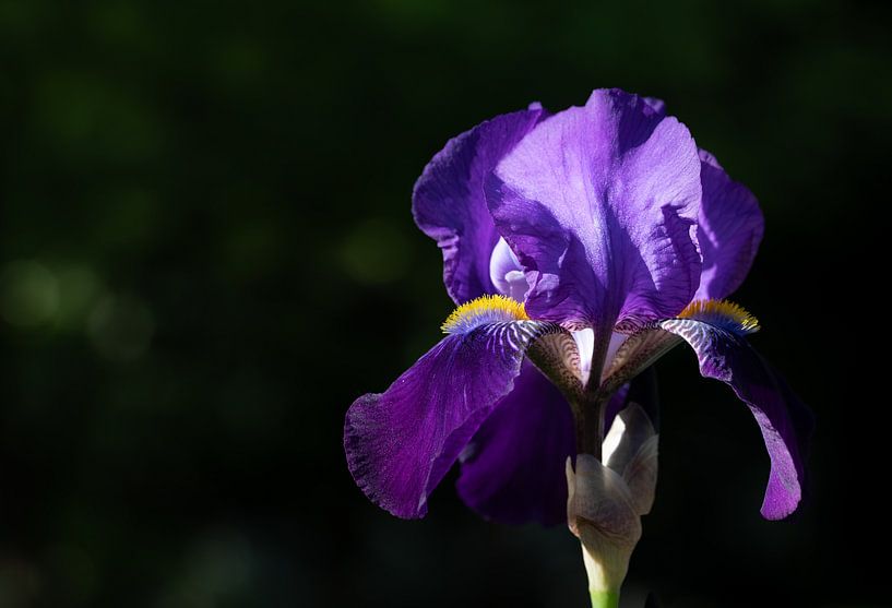 Blühende Iris im Sommer von Ulrike Leone