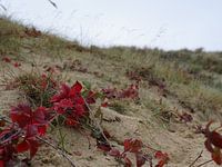 Colour in the dunes