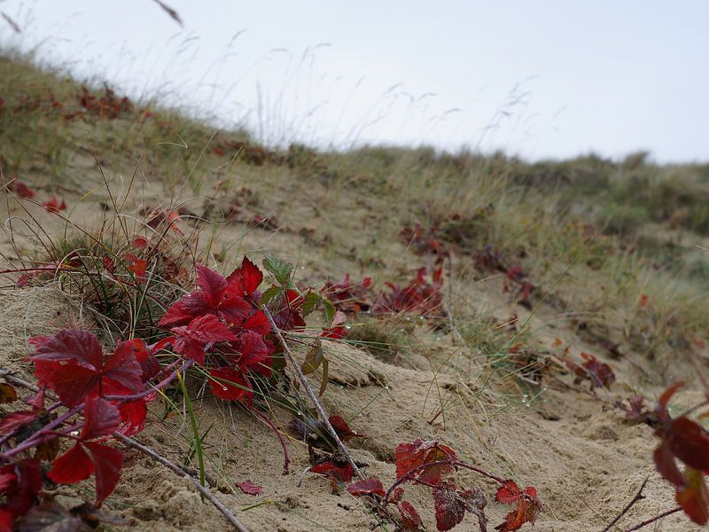 Colour in the dunes by Madeltijntje