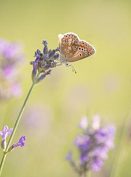 butterfly on lavender by natascha verbij