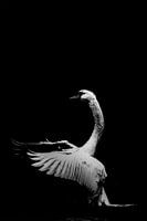 Dancing Swan 1.