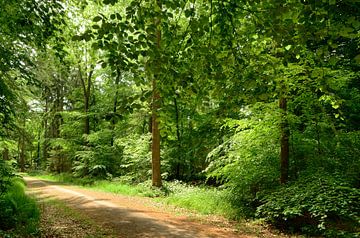 Sous la canopée sur Corinne Welp