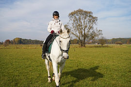 Training with the white horse on a riding arena in autumn