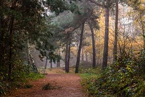 Path Of Trees