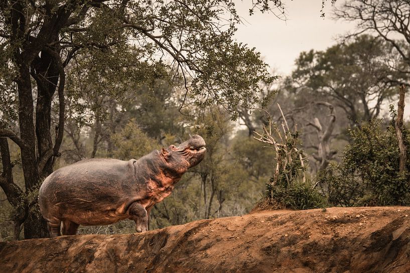 A hippo out of water by Aniek - Through Blue eyes