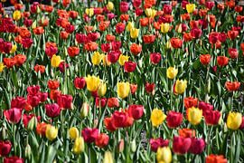 Ein Tulpenfeld in voller Blüte von Claude Laprise