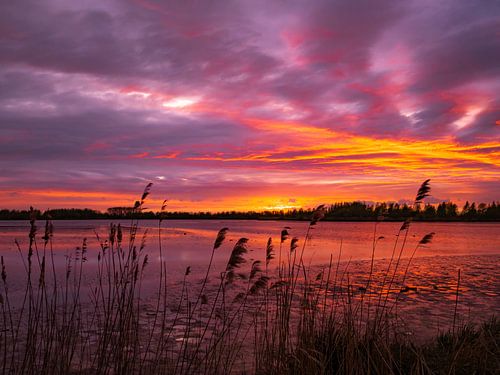 Coucher de soleil dans le Biesbosch sur Willemijn Wolthaus