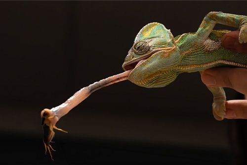 Chameleon Close-up - Vibrant colour palette