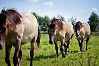 Konikpaarden