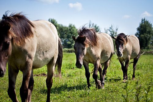 Konikpaarden