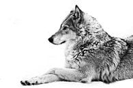 Une louve se couche dans la neige, un animal fier regarde vers l'avant avec un regard clair. par Michael Semenov Aperçu