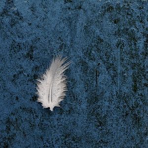 Feather by Cor Ritmeester