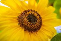 Sonnenblume: Symbol für Optimismus und Lebensfreude