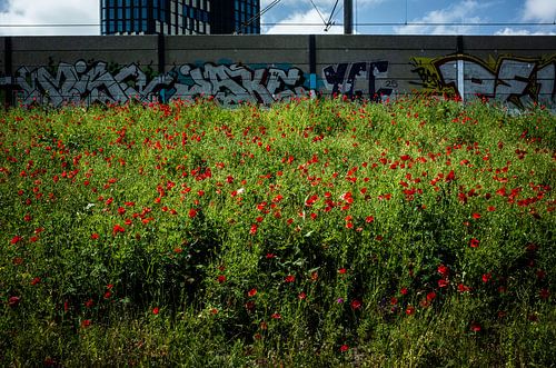 Urban Poppies Amsterdam