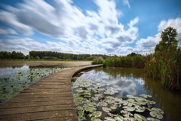 walkway with lily by Kristof Ven