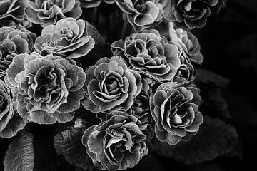 Dubbele Primula bloemen, zwart en wit van Imladris Images