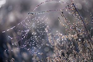 nasses Spinnennetz