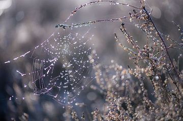 nat spinnenweb van Tania Perneel