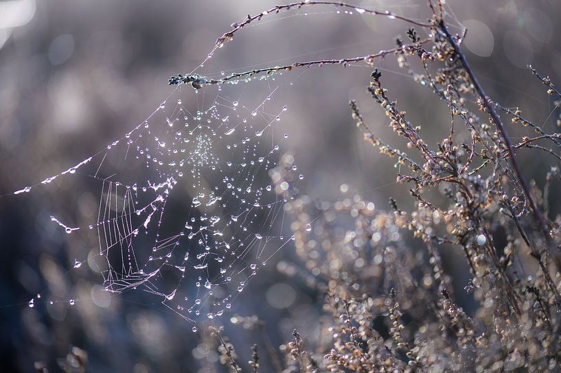 wet spider web by Tania Perneel