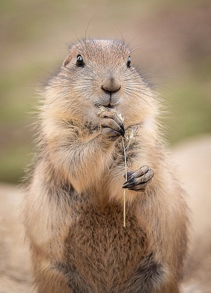 Prairie Dog by Christien Brandwijk